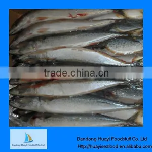 Mackerel Fish Exporters thumbnail-1