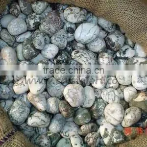 GREEN TREE AGATE TUMBLED PEBBLES STONE thumbnail-3