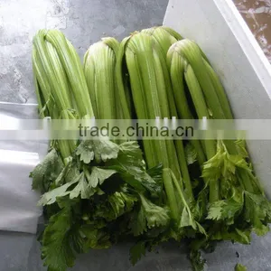 Fresh Celery thumbnail-1
