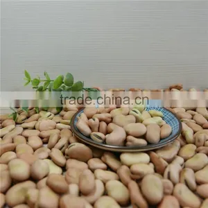 Broad Bean 2016 Crop Oil Bean High Quality thumbnail-3