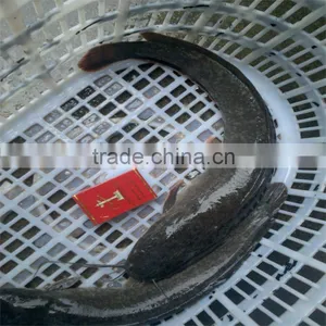 Catfish Feed Whole Sale thumbnail-1