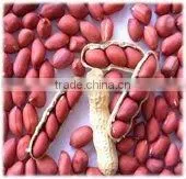 Shandong New Crop Best Price Blanched Peanut thumbnail-1