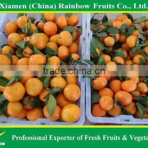 Shatang Mandarin thumbnail-6