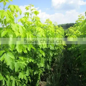 Sugar Maple Seedling thumbnail-3