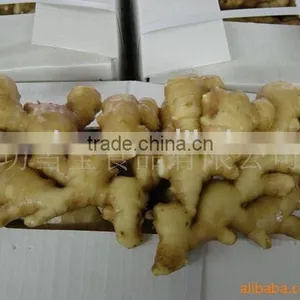 Air-dry Ginger thumbnail-1