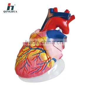 Human Heart Model 5times thumbnail-1