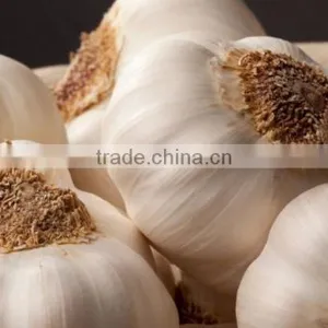 VIETNAM FRESH WHITE GARLIC OF NEW DROP 2016 thumbnail-1