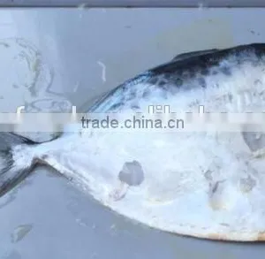 Salable Moonfish HG Mene Maculata thumbnail-1