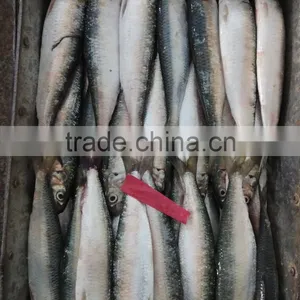 Low Price Canned Fish Sardine Frozen Sardine for Canning Good-quality thumbnail-3