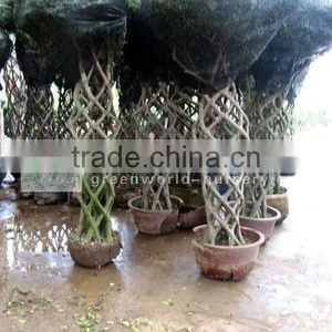 Ficus Cage Shape Benjamina Bottle Shape thumbnail-1