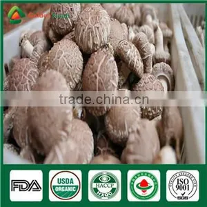 China Supplier Market Price Shitake Mushroom Spawn Bag Log Mycelium Growing Kit thumbnail-2
