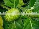 Noni Fruit Extract thumbnail-1