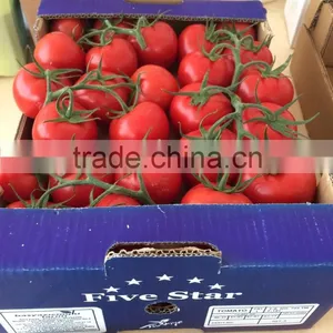 Red Tomato thumbnail-2