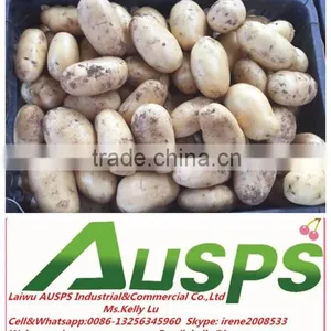 2015 Crop China Fresh Potato for Sale thumbnail-1