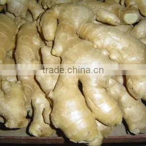 China Fresh Ginger for Sale thumbnail-1