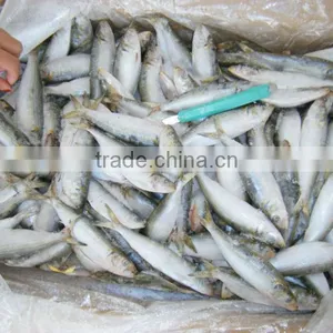Vietnam Surimi of Sardine thumbnail-2