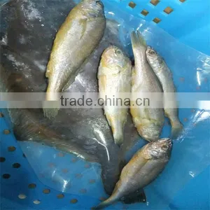 Deep Sea Frozen Quality Aqua Seafood Fish thumbnail-1