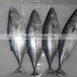 Bonito Tuna (Auxis Tapeionsoma) thumbnail-5