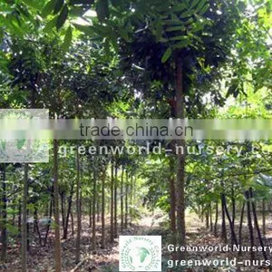Swietenia Mahogani thumbnail-1