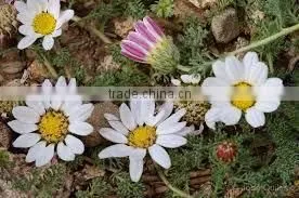 Anacyclus Pyrethrum thumbnail-1