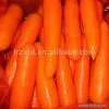 Sell Fresh Carrot thumbnail-1