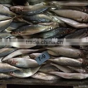 Horse Mackerel Supplier From China With Size 70 -90 g / Pcs thumbnail-6