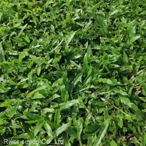 1kg Premium Uncoated Axonopus Compressus Carpet Grass Seeds for Garden Lawn Planting thumbnail-1