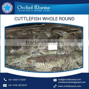 Top Selling Frozen Cuttlefish Whole Round From Top Ranked Exporter thumbnail-4