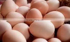 Fresh Table Eggs thumbnail-2