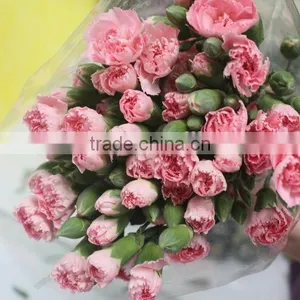 Reasonable Price Top Sell Carnation of Fresh Flower for Decoration thumbnail-3