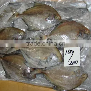 Frozen Black Pomfret Fish thumbnail-1