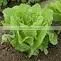 Organic COS Lettuce thumbnail-1