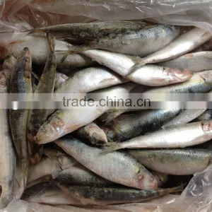 Frozen Food WR Sardine Fish 8-10pcs/kg for Canning thumbnail-1