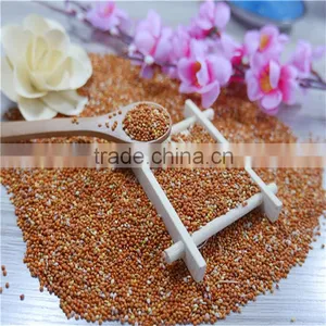 Well Chosen Yellow Millet in Husk thumbnail-5