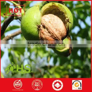 New Crops Wlanut in Shell thumbnail-2