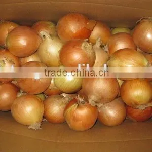 Fresh Red Onion and Yellow Onion With Wholesales Price thumbnail-2