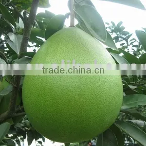 Top Honey Pomelo China thumbnail-1