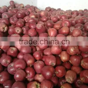 Huaniu Apples Red Delicous of Year 2015 thumbnail-3