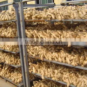 Good Quality Chinese Fresh Ginger thumbnail-5