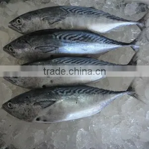 Frozen Bonito Whole Fish thumbnail-2