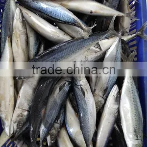 Frozen Mackerel Fish Whole Round for Sale and for Canned thumbnail-2