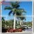 2015 Wholesale Price Artificial Plastic Outdoor Lighted 6M Palm Trees for Decoration thumbnail-3