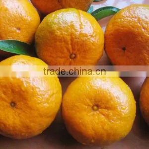 Yongchun Kinndow Citrus Oranges Fresh Mandarin Orange Citrus Fruit thumbnail-1