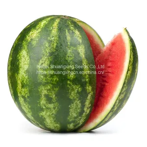 Chinese Crimson Sweet Hybrid Watermelon Seed thumbnail-1