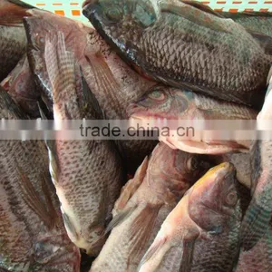 High Quality Fish Headless Clean Whole Frozen Tilapia Fish thumbnail-1