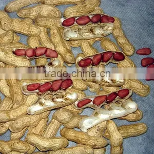 Best Quality Peanuts in Shell 30kg or 50kg /bag for Hotsale thumbnail-1