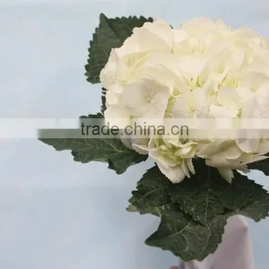 China Hotsell Flower Gift Hydrangea thumbnail-1