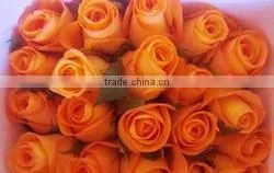 Cut Roses Exporters in India/tajmahal Roses Suppliers thumbnail-3