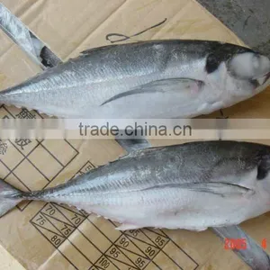 Horse Mackerel thumbnail-1