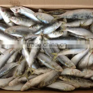 Good Quality Whole Round Sardine 20-30pcs/kg in 2016 thumbnail-1